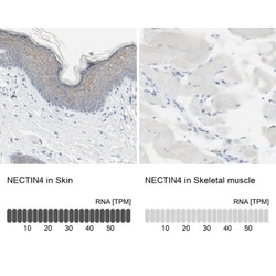 Nectin-4/PVRL4 Antibody, Novus Biologicals 25 &mu;L; Unlabeled:Antibodies,