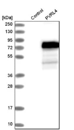 Nectin-4/PVRL4 Antibody, Novus Biologicals 25 &mu;L; Unlabeled:Antibodies,