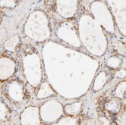 Nephronectin Antibody, Novus Biologicals:Antibodies:Primary Antibodies