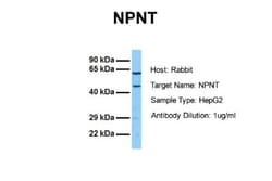 Nephronectin Antibody, Novus Biologicals 0.05mg; Unlabeled:Antibodies,