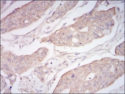 Neprilysin/CD10 Antibody (5E9A5) - BSA Free, Novus Biologicals 0.1mL; Unlabeled:Antibodies,
