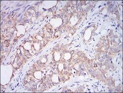 Neprilysin/CD10 Antibody (7D4B1) - BSA Free, Novus Biologicals 0.1mL; Unlabeled:Antibodies,