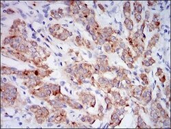 Neprilysin/CD10 Antibody (7D4B1) - BSA Free, Novus Biologicals 0.1mL; Unlabeled:Antibodies,