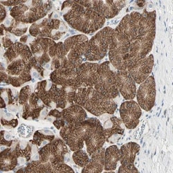 Nesfatin-1/Nucleobindin-2 Antibody, Novus Biologicals 25 &mu;L; Unlabeled:Antibodies,