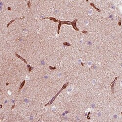 Nestin Antibody (CL0197), Novus Biologicals:Anticorps:Anticorps primaires