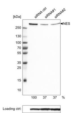 Nestin Antibody (CL0197), Novus Biologicals:Anticorps:Anticorps primaires