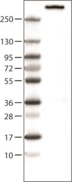 Nestin Antibody (CL0197), Novus Biologicals:Anticorps:Anticorps primaires