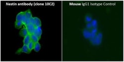 Nestin Antibody (10C2) - BSA Free, Novus Biologicals:Antibodies:Primary