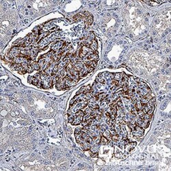 Nestin Antibody (10C2) - BSA Free, Novus Biologicals:Antibodies:Primary
