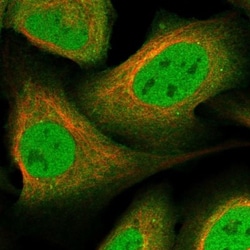 Neurabin 1 Antibody, Novus Biologicals 0.1mL; Unlabeled:Antibodies, Polyclonal