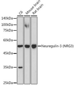 Neuregulin-3/NRG3 Rabbit anti-Human, Mouse, Rat, Clone: 6V9X1, Novus Biologicals:Antibodies:Primary
