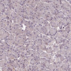 Neuro D4 Antibody, Novus Biologicals 0.1mL; Unlabeled:Antibodies, Polyclonal