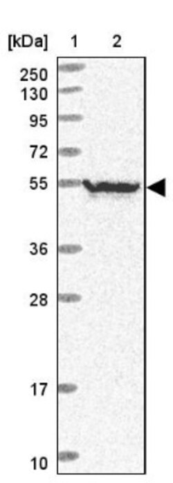Neuro D4 Antibody, Novus Biologicals 0.1mL; Unlabeled:Antibodies, Polyclonal