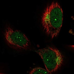 Neurobeachin Antibody, Novus Biologicals:Antibodies:Primary Antibodies