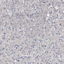 Neurobeachin Antibody, Novus Biologicals:Antibodies:Primary Antibodies
