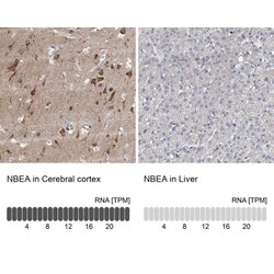 Neurobeachin Antibody, Novus Biologicals:Antibodies:Primary Antibodies