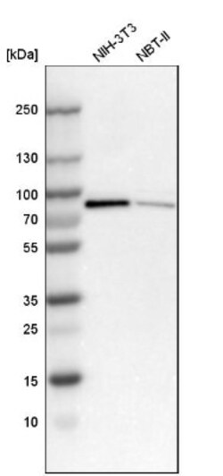 Neurochondrin Antibody, Novus Biologicals 0.1mL; Unlabeled:Antibodies,