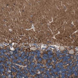 Neurofascin Antibody, Novus Biologicals:Antibodies:Primary Antibodies