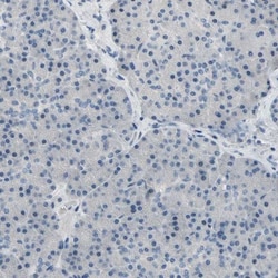 Neurofascin Antibody, Novus Biologicals:Antibodies:Primary Antibodies