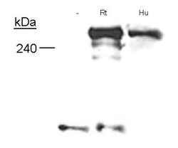 Neurofibromin 1 Antibody (McNFn27a) - BSA Free, Novus Biologicals 0.05mL;