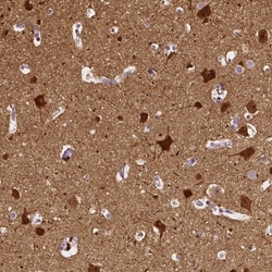 Neurogranin Antibody, Novus Biologicals:Antibodies:Primary Antibodies