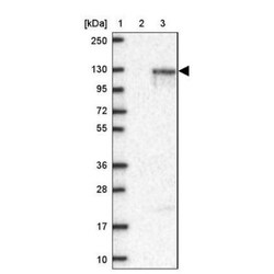 Neuroligin 1/NLGN1 Antibody, Novus Biologicals 25 &mu;L; Unlabeled:Antibodies,