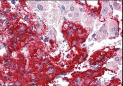 Neuroligin 2/NLGN2 Antibody, Novus Biologicals 0.1mg; Unlabeled:Antibodies,