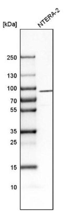 Neuroligin 3/NLGN3 Antibody, Novus Biologicals 25 &mu;L; Unlabeled:Antibodies,