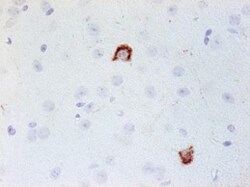 Neuropeptide Y Antibody (8) - BSA Free, Novus Biologicals 0.1mg; Unlabeled:Antibodies,