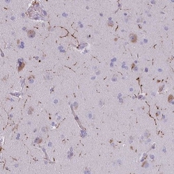 Neuropeptide Y Antibody, Novus Biologicals:Antibodies:Primary Antibodies