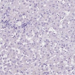 Neurotensin Antibody, Novus Biologicals 25 &mu;L, Unlabeled:Antibodies,