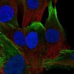 Nexilin Rabbit anti-Human, Polyclonal, Novus Biologicals 25 &mu;g; Unconjugated:Antibodies,