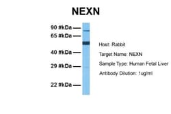 Nexilin Antibody, Novus Biologicals 0.05mg; Unlabeled:Antibodies, Polyclonal
