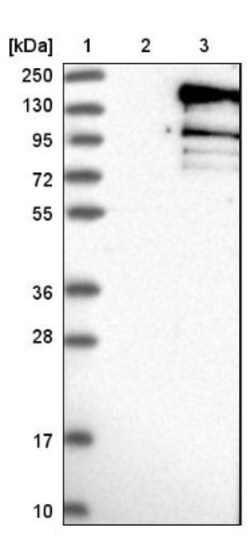 Niban Antibody, Novus Biologicals 0.1mL; Unlabeled:Antibodies, Polyclonal