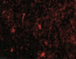 Nicastrin Antibody - BSA Free, Novus Biologicals 0.025 mg, Unconjugated:Antibodies,