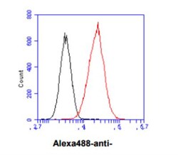 Nicotinamide N-Methyltransferase/NNMT Antibody (AT11G11) - BSA Free, Novus Biologicals 100 &mu;L | Buy Online | Novus Biologicals | Fisher Scientific