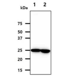 Nicotinamide N-Methyltransferase/NNMT Antibody (AT11G11) - BSA Free, Novus Biologicals 100 &mu;L | Buy Online | Novus Biologicals | Fisher Scientific