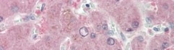 Nicotinamide N-Methyltransferase/NNMT Antibody, Novus Biologicals 0.1mg;