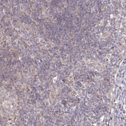 Ninein Antibody, Novus Biologicals:Antibodies:Primary Antibodies