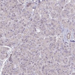 Ninein Antibody, Novus Biologicals:Antibodies:Primary Antibodies