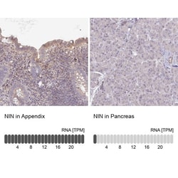 Ninein Antibody, Novus Biologicals:Antibodies:Primary Antibodies