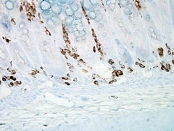 Nitrotyrosine Antibody (39B6), Novus Biologicals 0.1mg; Unlabeled:Antibodies,