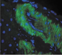 Nitrotyrosine Antibody (39B6), Novus Biologicals 0.1mg; Unlabeled:Antibodies,