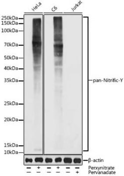 Nitrotyrosine Rabbit anti-Human, Mouse, Rat, Polyclonal, Novus Biologicals