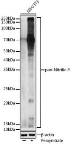 Nitrotyrosine Rabbit anti-Human, Mouse, Rat, Polyclonal, Novus Biologicals