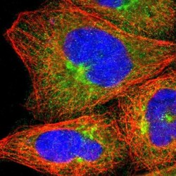 Njmu-R1 Antibody, Novus Biologicals:Antibodies:Primary Antibodies