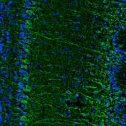 Njmu-R1 Antibody, Novus Biologicals:Antibodies:Primary Antibodies