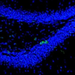 Njmu-R1 Antibody, Novus Biologicals:Antibodies:Primary Antibodies