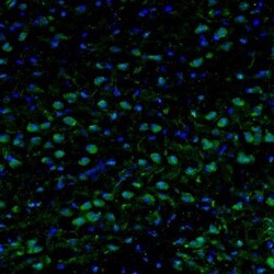 Njmu-R1 Antibody, Novus Biologicals:Antibodies:Primary Antibodies