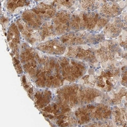 Njmu-R1 Antibody, Novus Biologicals:Antibodies:Primary Antibodies